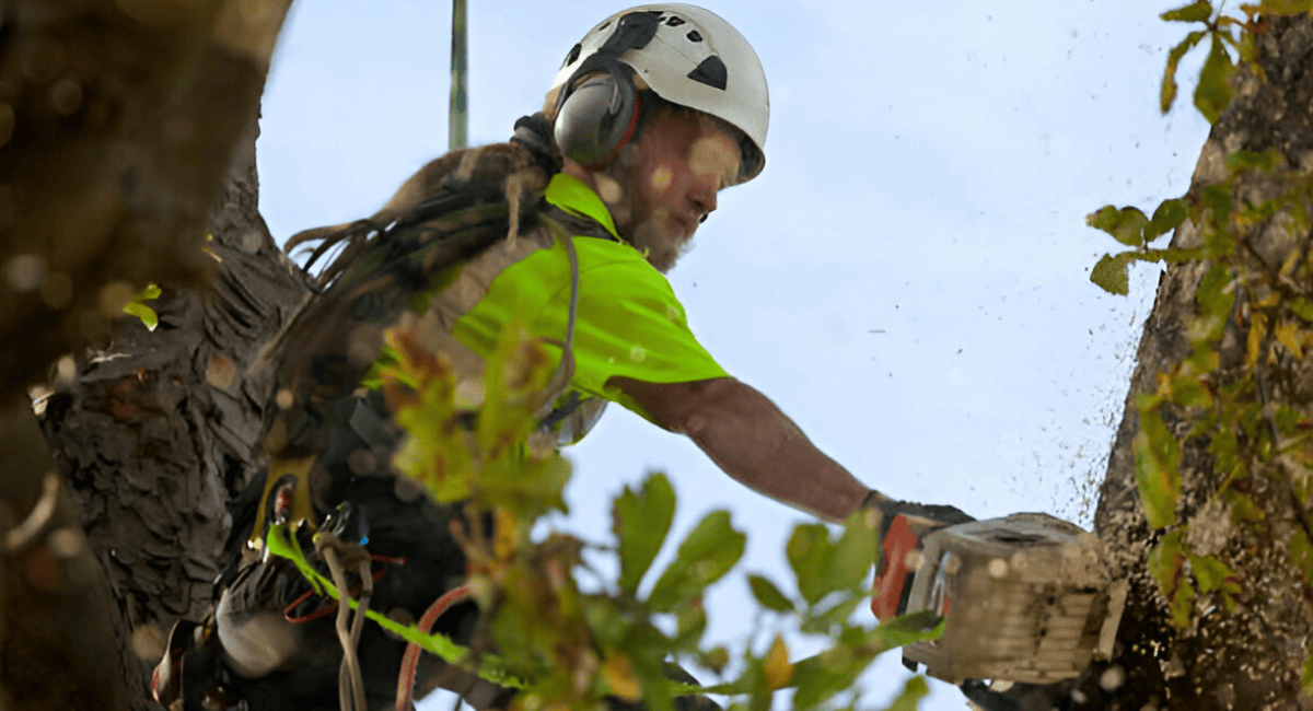 247 Emergency Tree Removal Services
