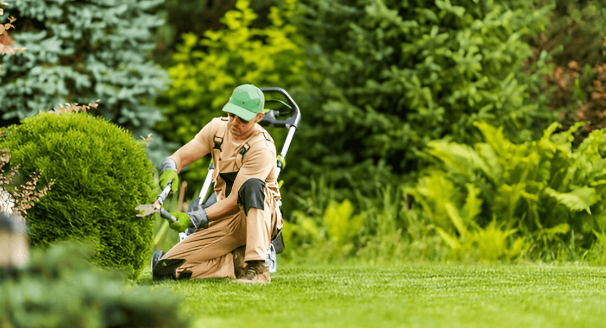 Landscaping vs Tree Service