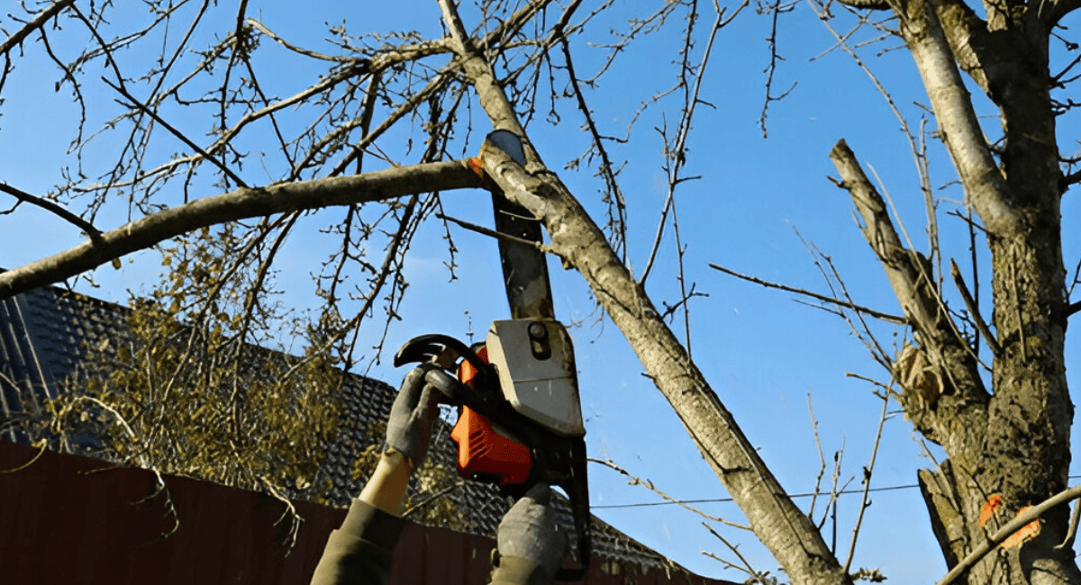 Seasonal Tree Care