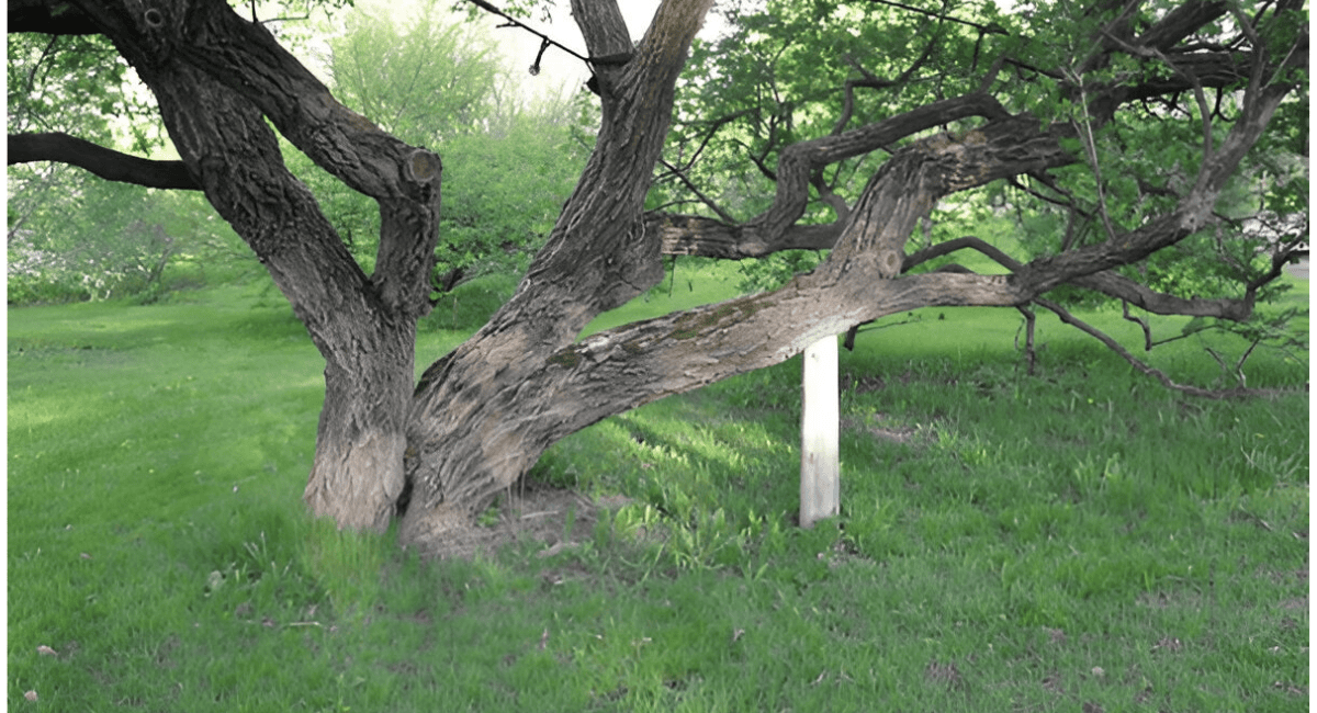 Tree Cabling & Bracing Services