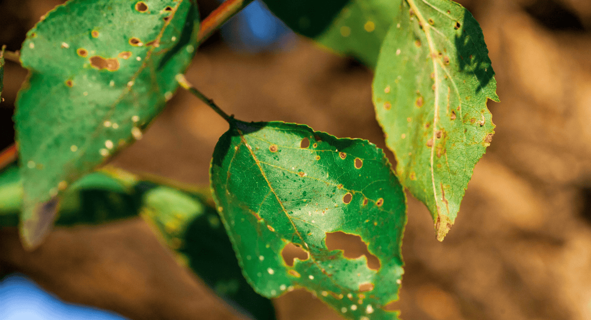 Tree Diseases